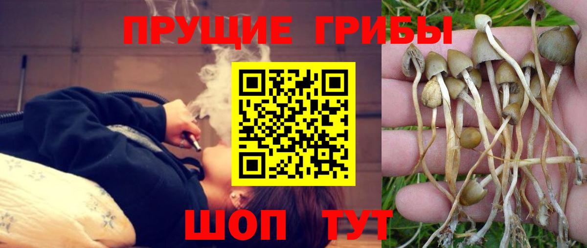Псилоцибиновые грибы Psilocybe  дарнет шоп  Орск 